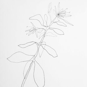 Flower-THEA-drawing