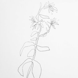 Flower-THEA-illustration
