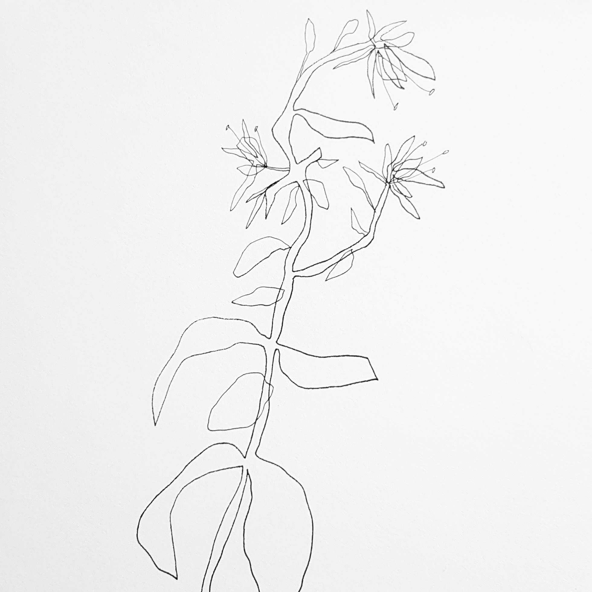 Flower-THEA-illustration